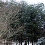 snow charlotte snow charlotte