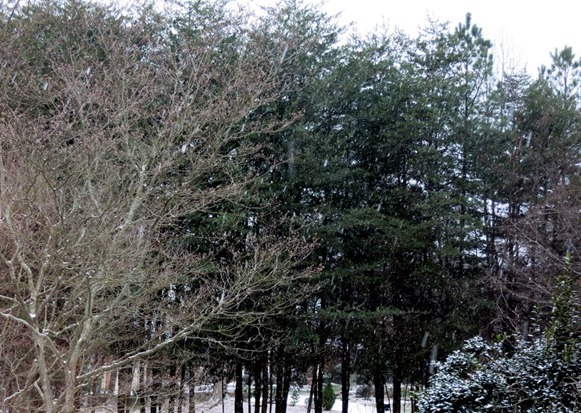 snow charlotte