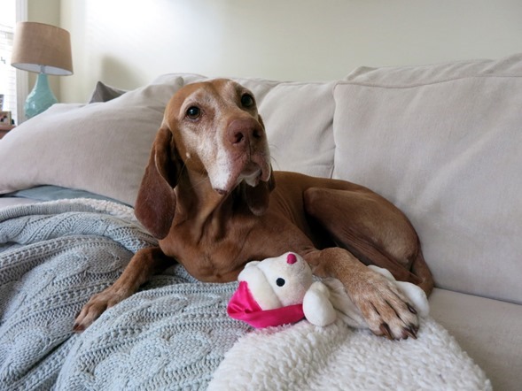 vizsla and toy