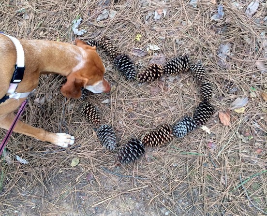 Pinecone Heart