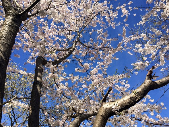 Spring in Charlotte