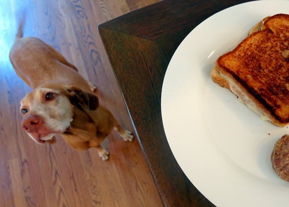 begging dog
