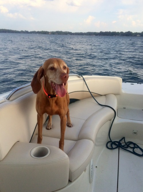 boat dog