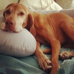 dog and Snoogle dog and Snoogle