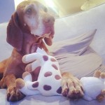 dog with baby toys