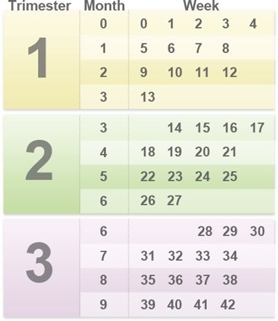 Pregnancy Weeks Months Trimesters Graphic
