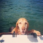 dog climbing onto boat dog climbing onto boat
