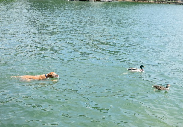 vizsla with ducks
