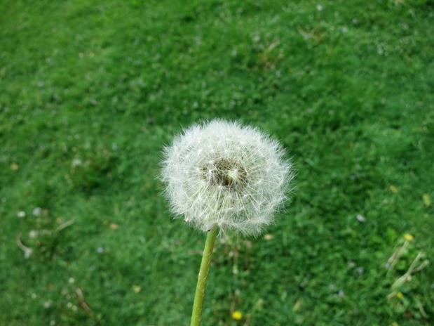 Dandelion Make a Wish