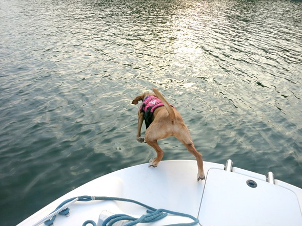Dog Jumping Into Lake