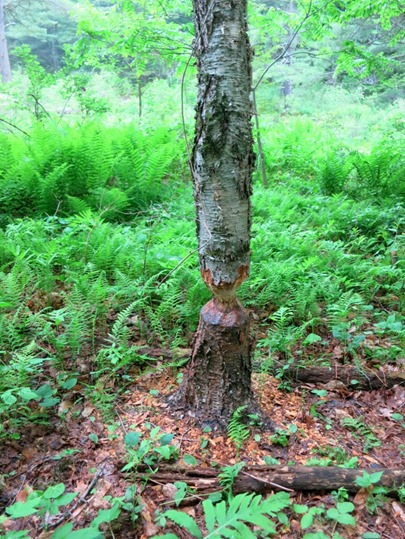 beaver tree