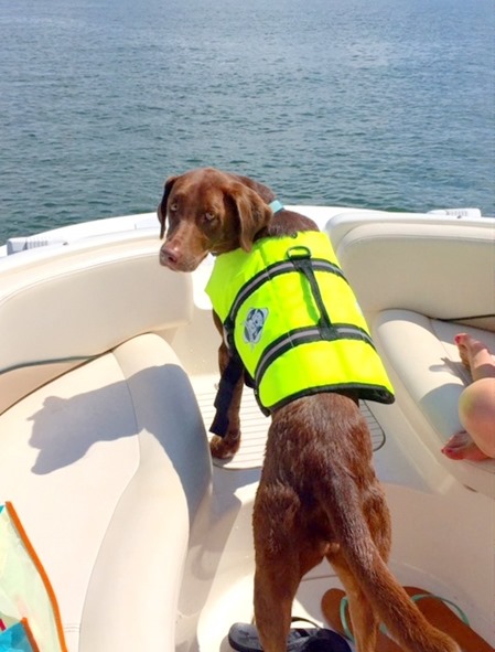 dog life jacket neon