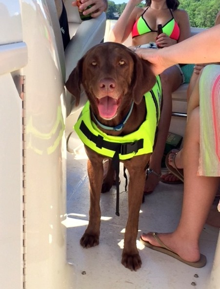 large dog life jacket