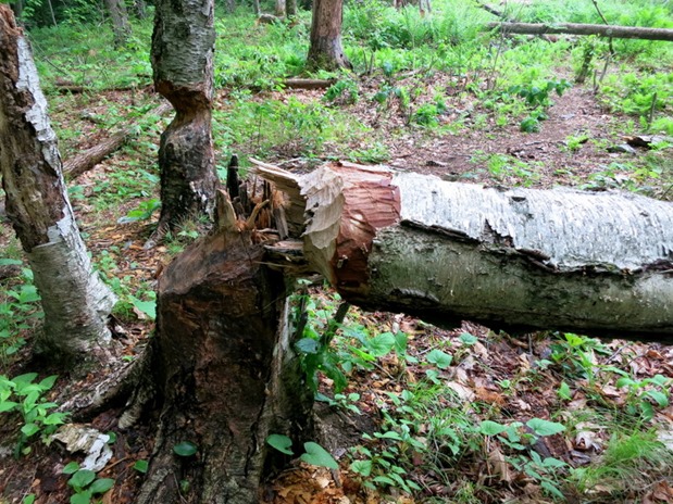 pleasant valley wildlife sanctuary