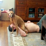 Silly Dog Silly Dog