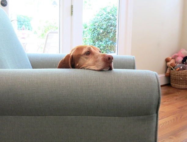 Dog Watching Over Baby