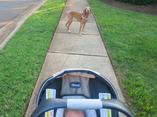 Walk with Sadie