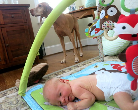 dog and baby