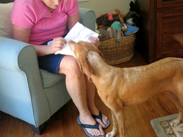 dog smelling baby blanket