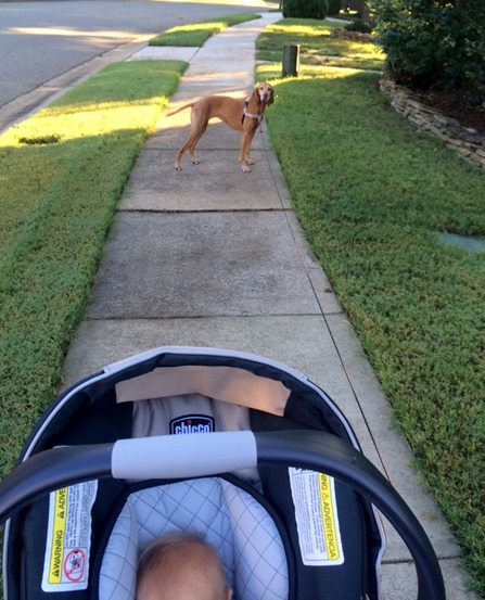 walking dog and baby