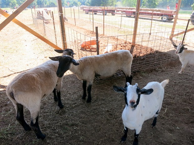 Goats and Sheep Carrigan Farms