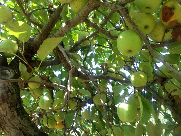 Golden Delicious apples on tree