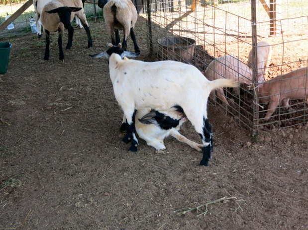 Nursing Goats