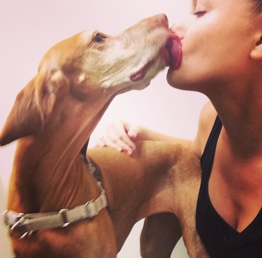 Vizsla Kisses