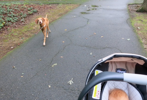 baby and dog walk