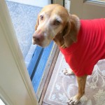 dog in tshirt dog in tshirt
