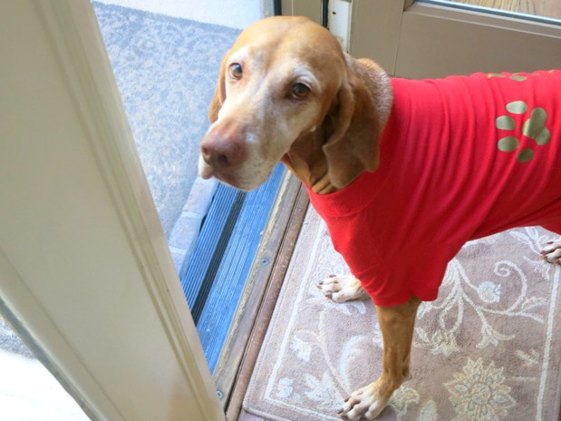 dog in tshirt