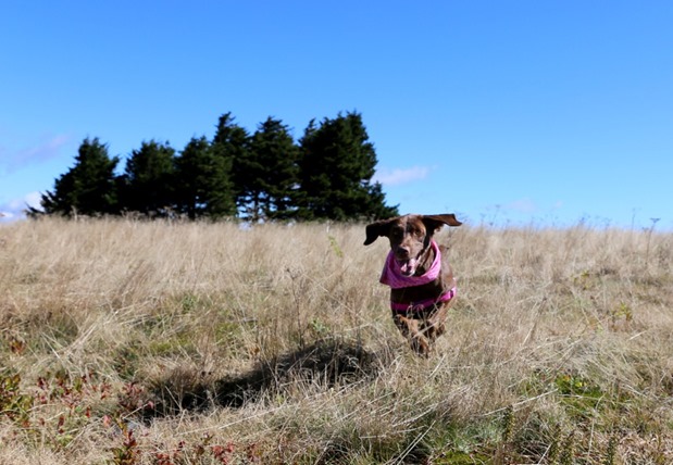 Chocolate Lab Running Mountaintop