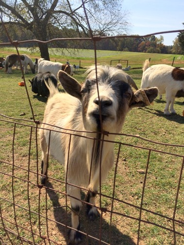 Patterson Farm Goat