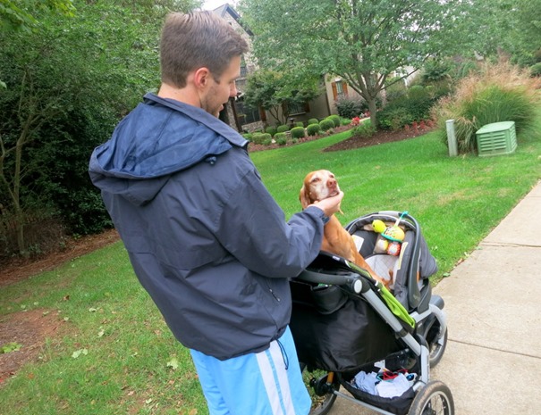 dog in stroller