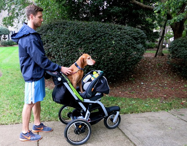 dog walking in stroller