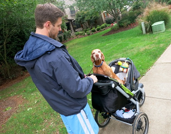 stroller dog