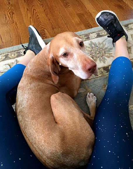 dog in lap