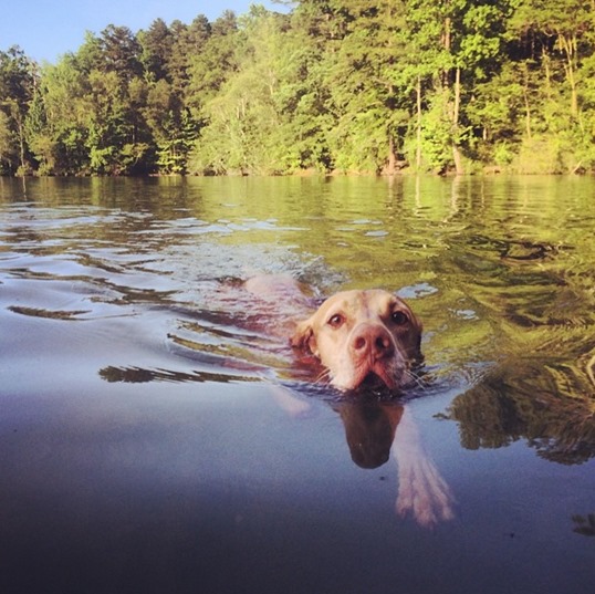 Dog Swimming in Lake