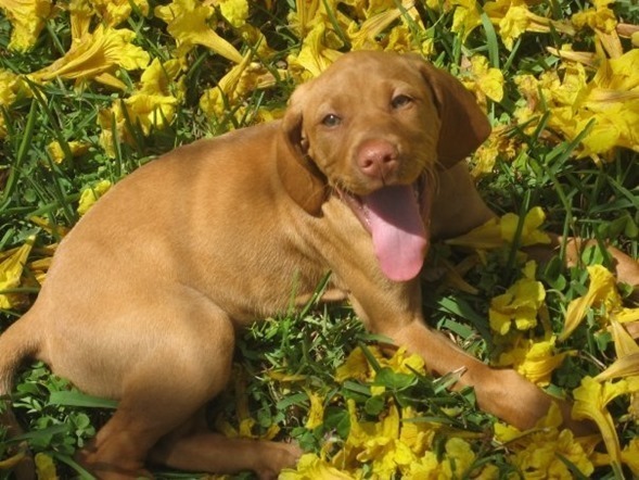 Puppy Sadie
