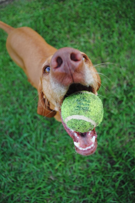 vizsla 015