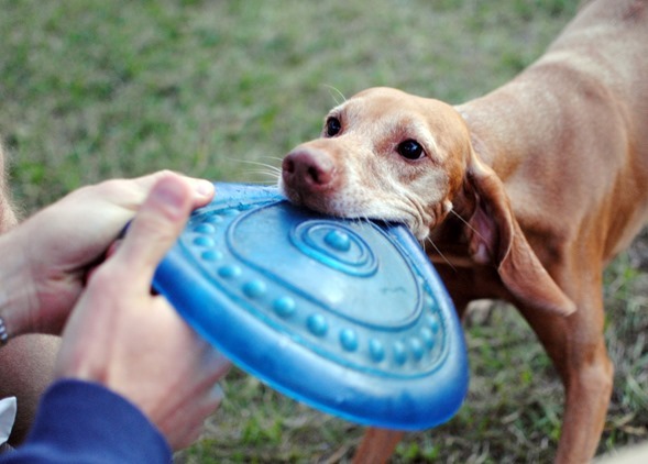 vizsla frizbee