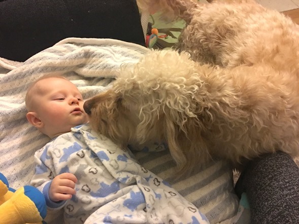 Goldendoodle and Baby