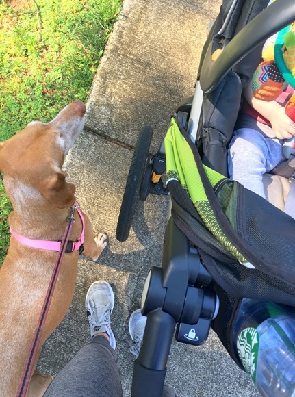 Walk with Baby and Dog