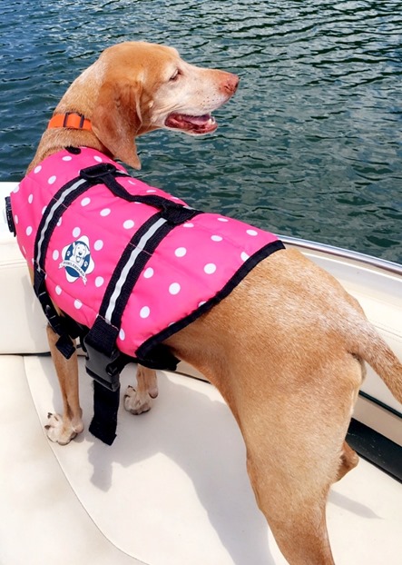 Dog Life Jacket