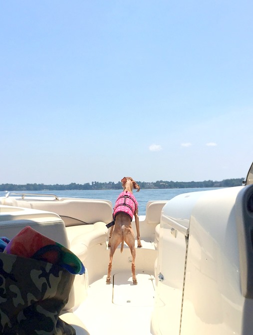 Dog Life Jacket on Boat
