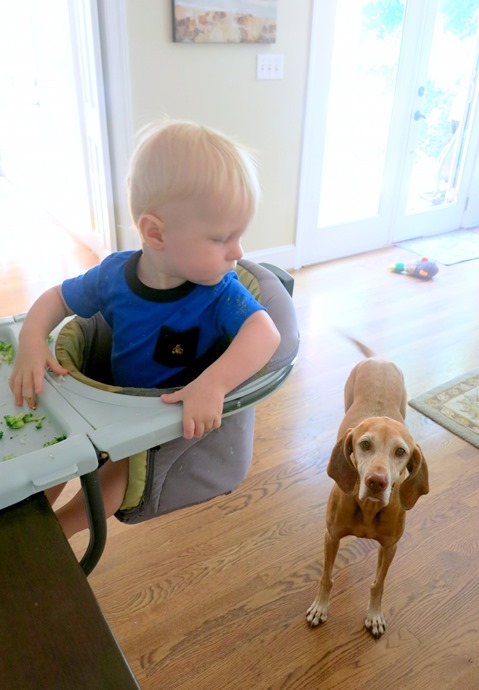 Dog under High Chair