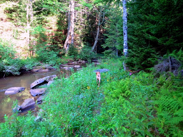 Hiking with Dog West Virginia