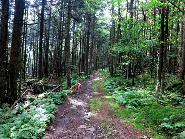 Snowshoe Mountain WV Hiking