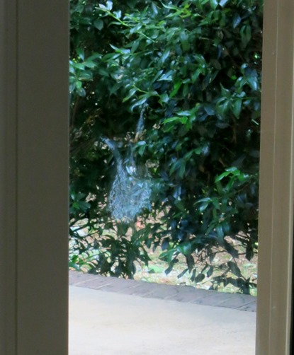 robin outline on window robin outline on window