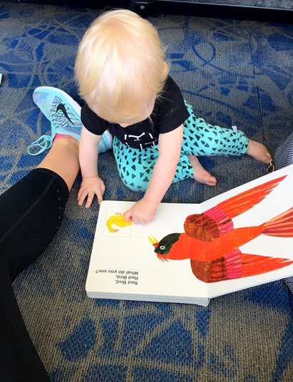 brown bear slide and find